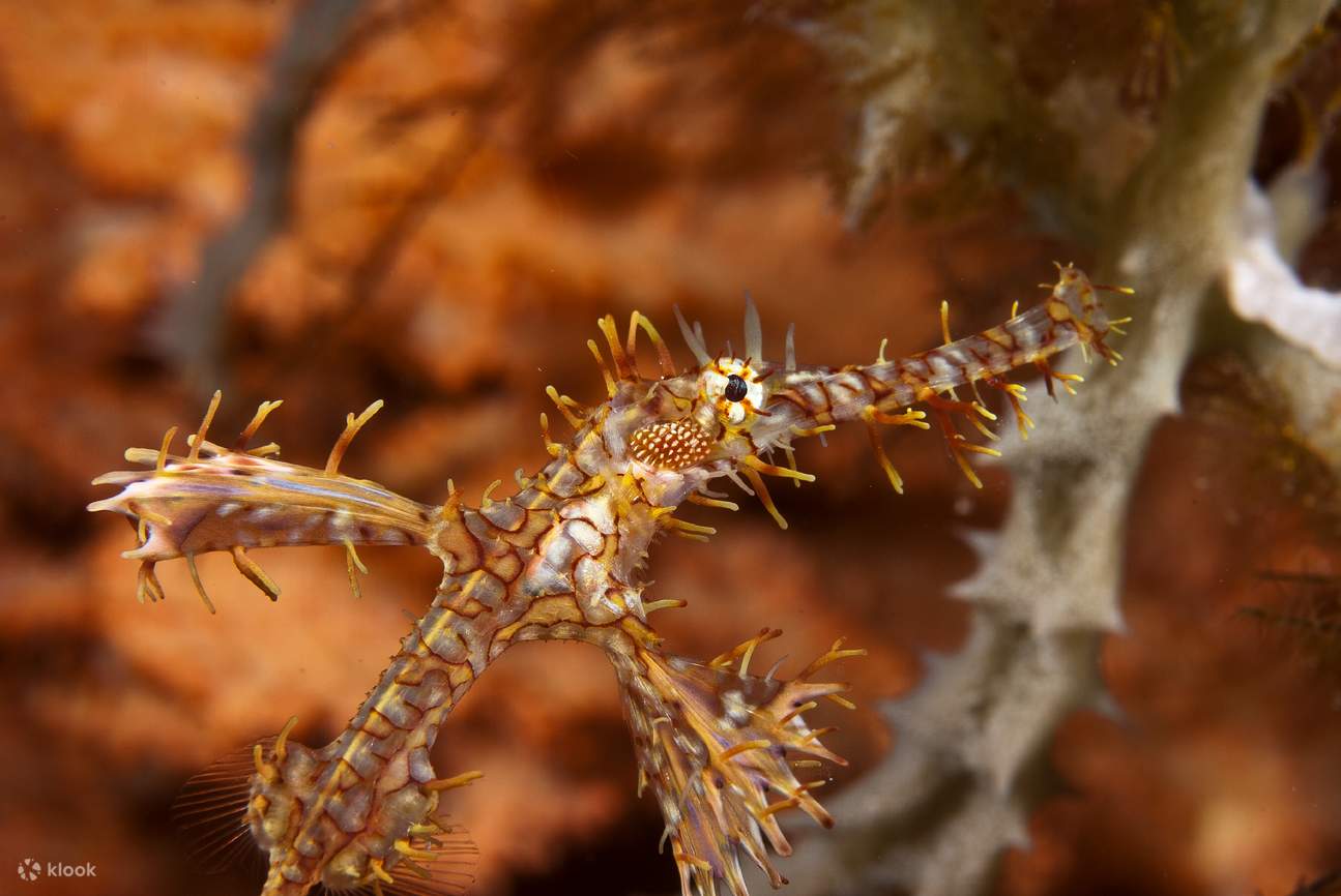 Excursion d'une journée à Gato Island